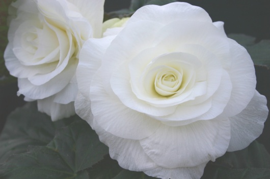 B. ‘Billie Langdon’